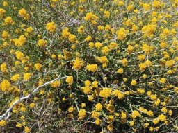 Helichrysum cymosum subsp. cymosum ensuring insects are fed